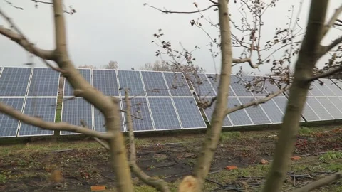 Solar panels and bare trees. Solar farm. Autumn Stock Footage 144124540