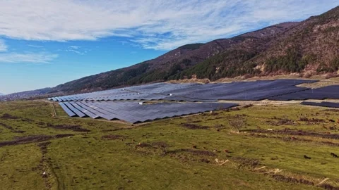 Solar panels in a field with cows grazing under clear skies Video stock 334032806