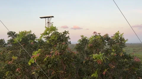 Solar Panels in Forest Stock Footage 311353873