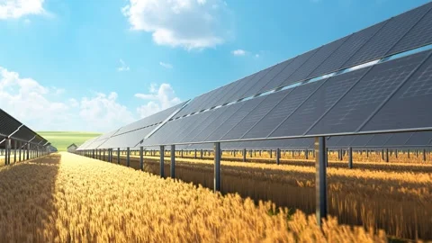 Solar Panels in Golden Wheat Field Under Blue Sky Stock Footage 288980254
