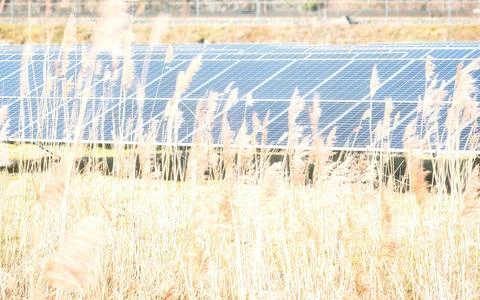 Solar panels in a grassy field with a distant building and trees in the bac.. Stock Photos