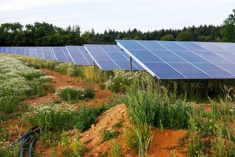 Solar Panels Installed in Open Field with Soil and Wildflowers Stock Photos