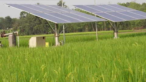 Solar Panels Installed Over Green Rice Field Stock Footage 311721493