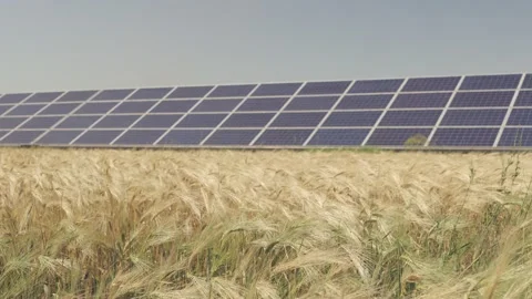 Solar panels in the middle of a wheat field Stock Footage 313503049