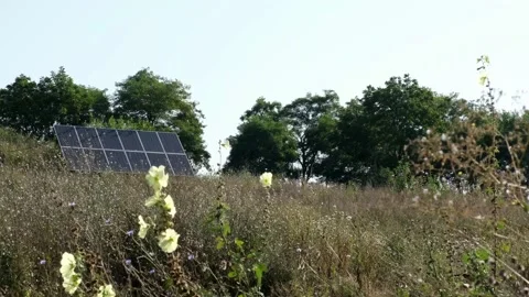 Solar panels surrounded by grass and trees. Flowers in the foreground sway in Stock Footage 159774393