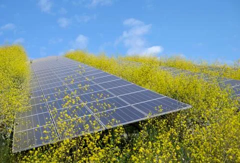 Solar panels surrounded by mustard plants at solar farm, Geldermalsen, Stock Photos