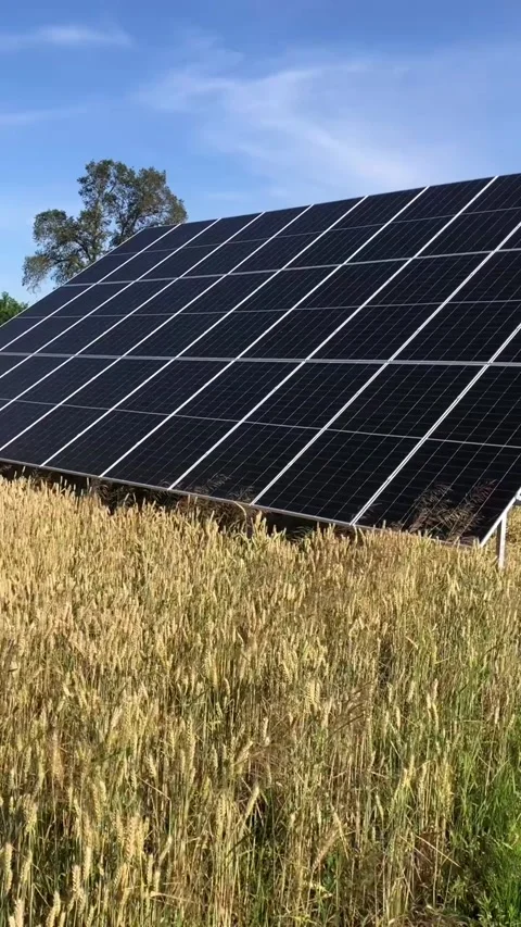 Solar panels in a wheat field on a sunny day. Video stock 341555872