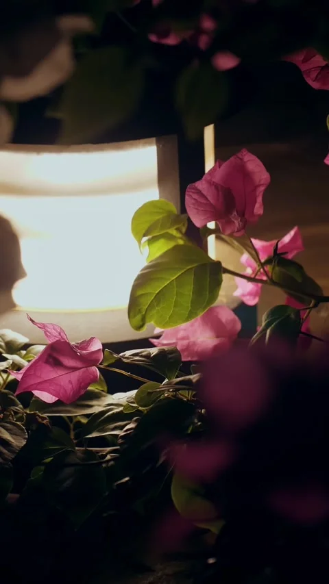 Solar powered garden lantern. low garden lantern shines brightly at night, Stock Footage 310183464