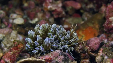 Solar powered nudibranch 011 Stock Footage 62407473