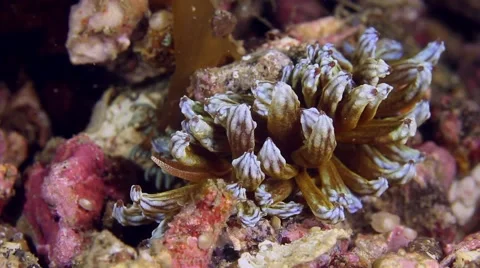Solar powered nudibranch 012 Stock Footage 62407289