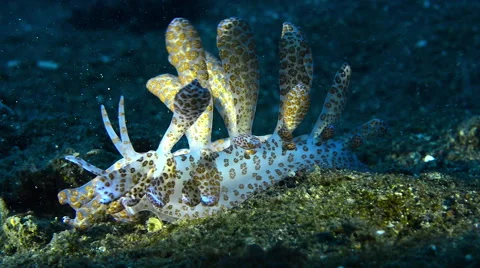 Solar Powered Nudibranch Stock Footage 59909635