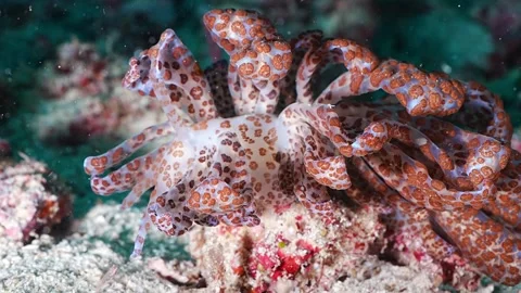 Solar Powered Nudibranch Stock Footage 338191496