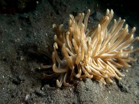 Solar powered phyllodesmium (Phyllodesmium longicirrum) nudibranch Stockbeeldmateriaal 88297733
