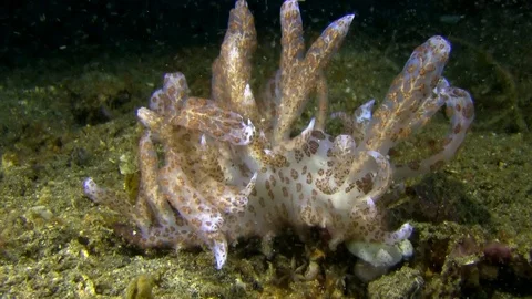 Solar powered phyllodesmium (Phyllodesmium longicirrum) nudibranch on the sand Video stock 90473169