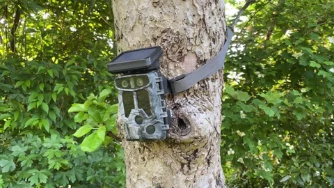 Solar powered trail camera or hunting cam attached to a tree Stock Footage 295270994