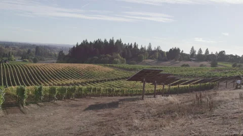 Solar-powered Vineyard expands over rolling hills in the fall Stock Footage 332255845