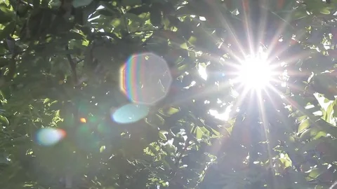 Solar Rays Through the Trees Stock Footage 70729289
