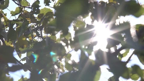 Solar Rays Through the Trees Stock Footage 81760902