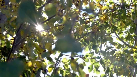 Solar Rays Through the Trees Stock Footage 81761084