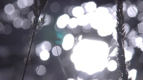 Solar Rays Through the Trees Stock Footage 81761203