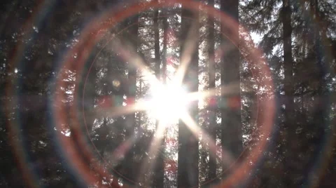 Solar Spectrum Zoom Through Forest Trees Stock Footage 64633343
