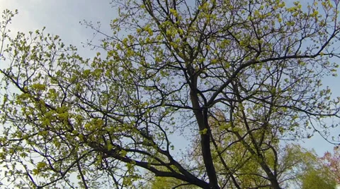 Solar tree in the spring breeze. Stock Footage 36921548