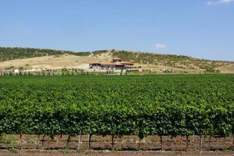 Solar vineyard. 写真素材