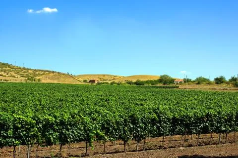 Solar vineyard. Stock Photos