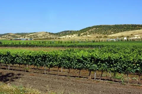 Solar vineyard. Stock Photos