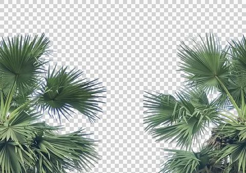 Solated Palm Trees on Transparent Background, palm trees leaf frame 스톡 사진