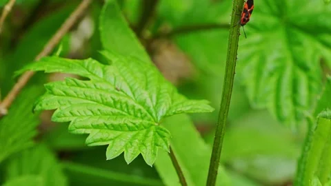 Solder bug Stockbeeldmateriaal 153263864