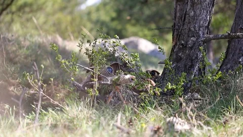 Soldier in ambush tracking the enemy. Man in ghillie suit looking through scope Stock Footage 127632165