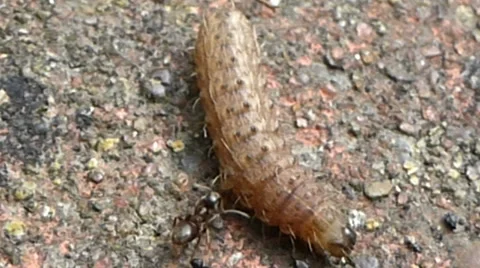 A soldier ant biting a moth caterpillar and steps on a piece of grit 5 of 10 Stock Footage 43434399