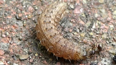 A soldier ant grabs the face of a moth caterpillar 2 of 10 Stock Footage 43437952