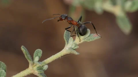Soldier ant macro Vídeo Stock 136568336