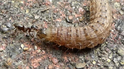 A soldier ant pulling on the face of a caterpillar 1 of 10 Stock Footage 43438304