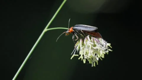 Soldier Beetle Climbing and Pollinating Wildflower - 4K Macro Wildlife Vídeos de archivo 335833299