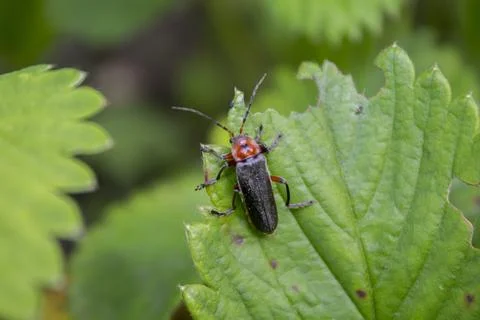 Soldier Beetle  Climbing a Leaf Stock Photos