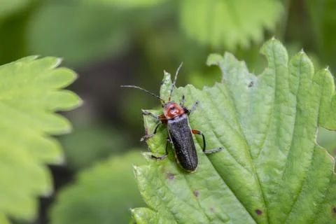 Soldier Beetle  Climbing a Leaf Stock Photos
