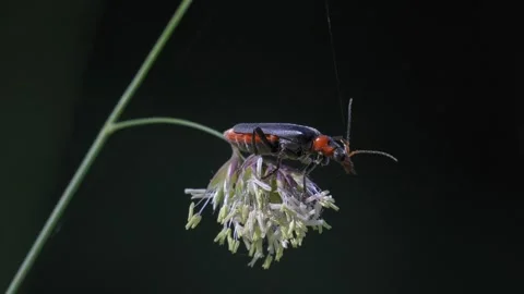 Soldier Beetle Crawling on Flower - 4K Macro Wildlife Slow Motion Stockbeeldmateriaal 335825674