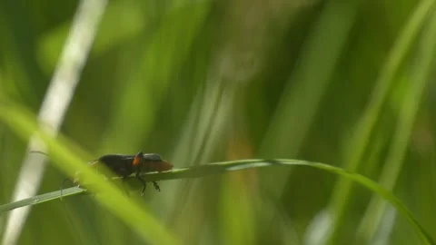 Soldier Beetle Crawling on Grass Stem - 4K Macro Wildlife Slow Motion Stockbeeldmateriaal 335826118