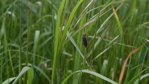 Soldier beetle Stock Footage 128710190