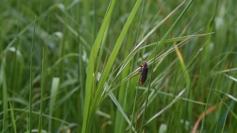 Soldier beetle Stock Footage 128881108