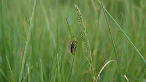 Soldier beetle Stock Footage 129541376