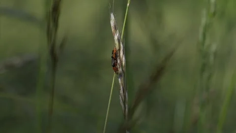 Soldier Beetle on Grass Stem - 4K Macro Wildlife Slow Motion Stockbeeldmateriaal 335823372