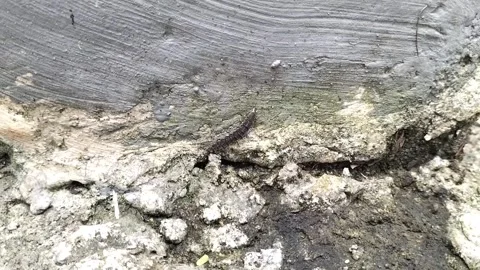 Soldier beetle larva Stock Footage 338433256