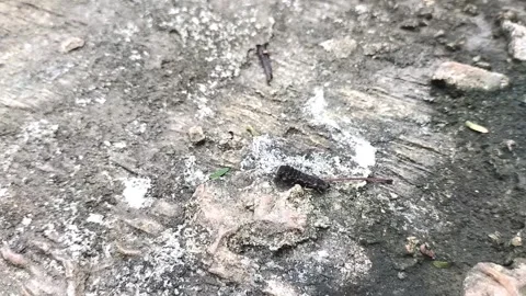 Soldier beetle larva Stock Footage 338433262