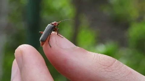 The soldier beetle on a man's hand. Stock Footage 141810457