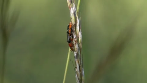 Soldier Beetle Perched on Grass Stem - 4K Macro Nature B-Roll Vídeos de archivo 335822461