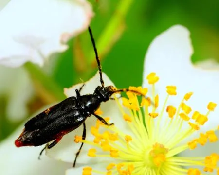 Soldier beetle Stock Photos